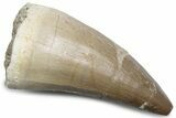 Fossil Mosasaur (Mosasaurus) Tooth - Morocco #384029-1